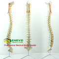 SPINE01 (12372) Medical Science Nature Classic Modelo de Coluna Flexível sem Pelve, Espinha / Vertebrae Modelos&gt; Coluna em Tamanho Real